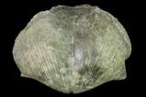 Pyrite Replaced Brachiopod (Paraspirifer) Fossil - Ohio #142150-1